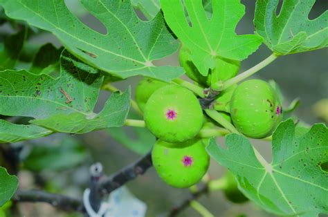 無花果樹種植